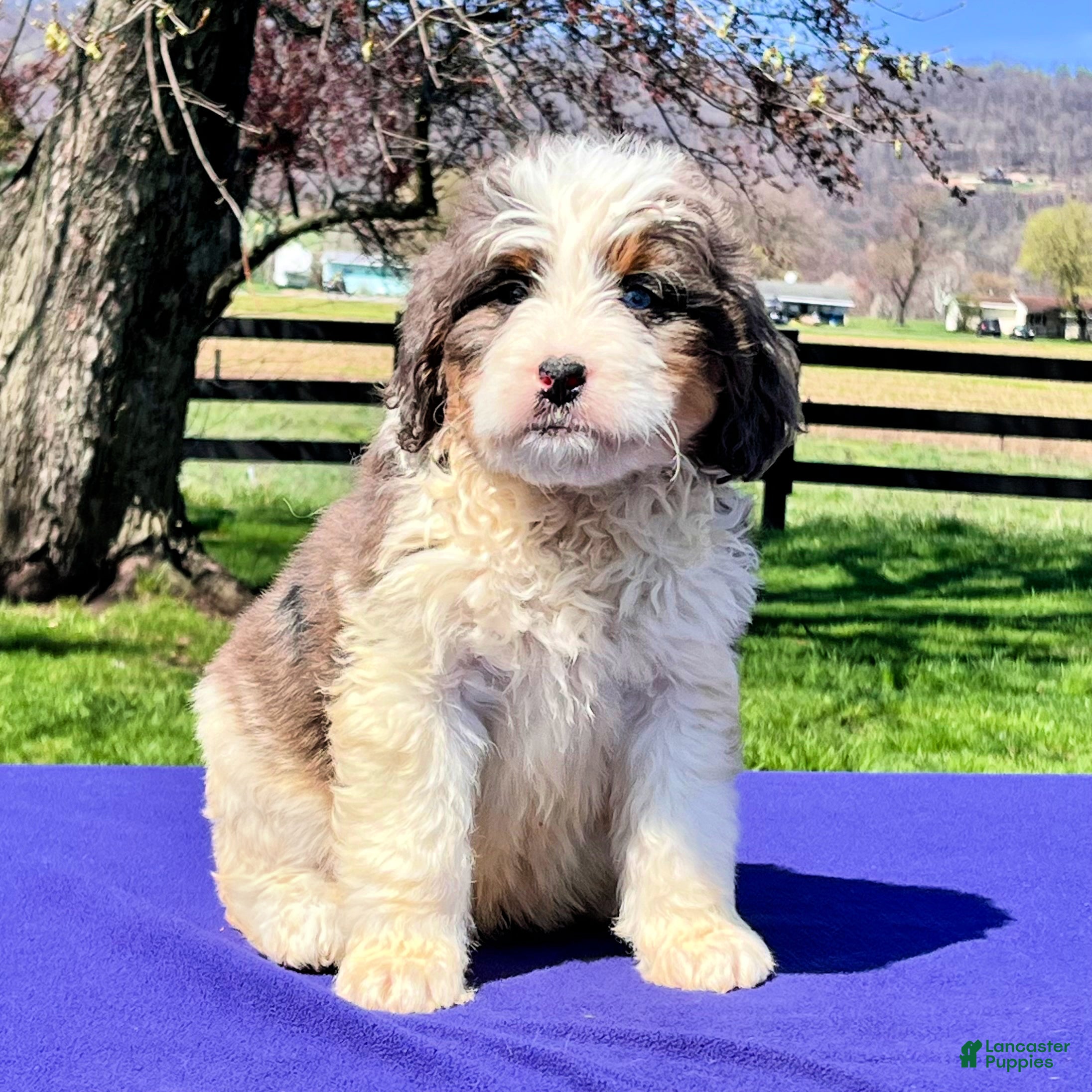 Bernedoodle dogs Layla - Ad 1