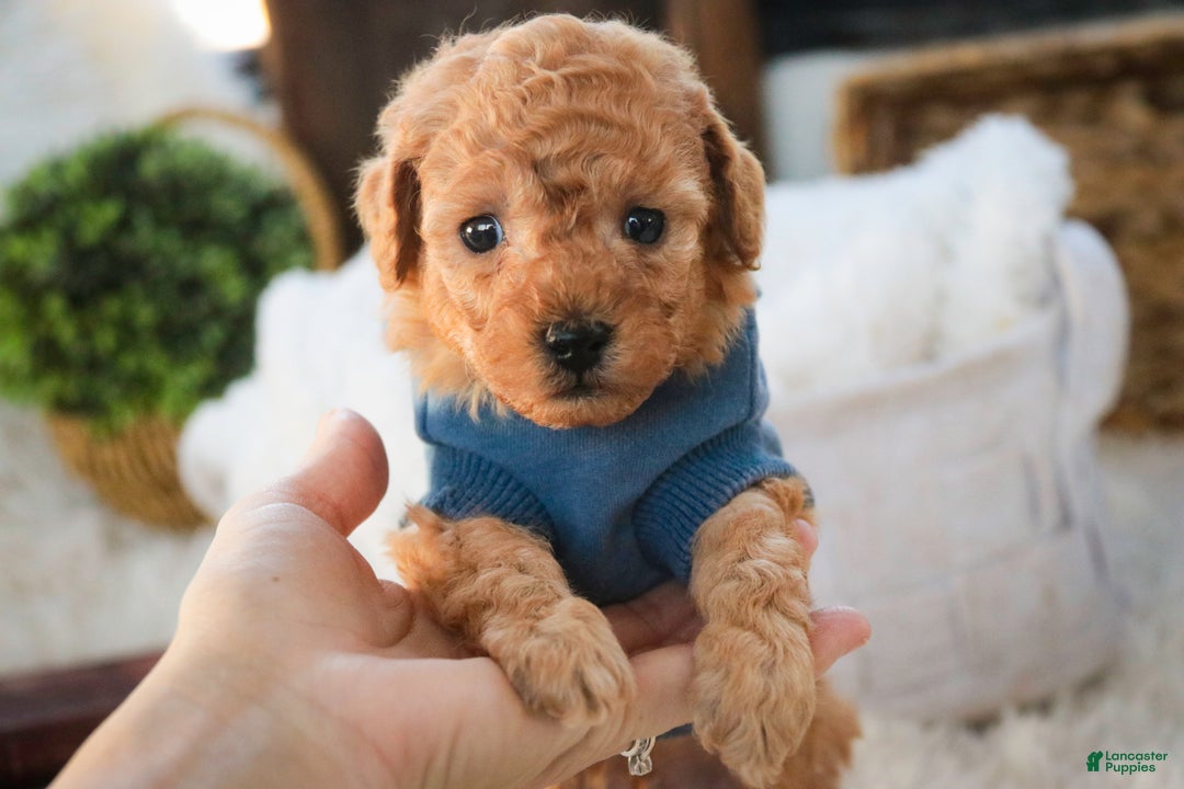 Miniature Poodle dogs for sale: Fredrick - Ad 7
