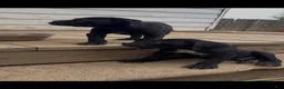 Cane Corso dogs for sale: Bella - Ad 3