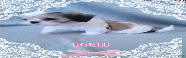 PEARL 