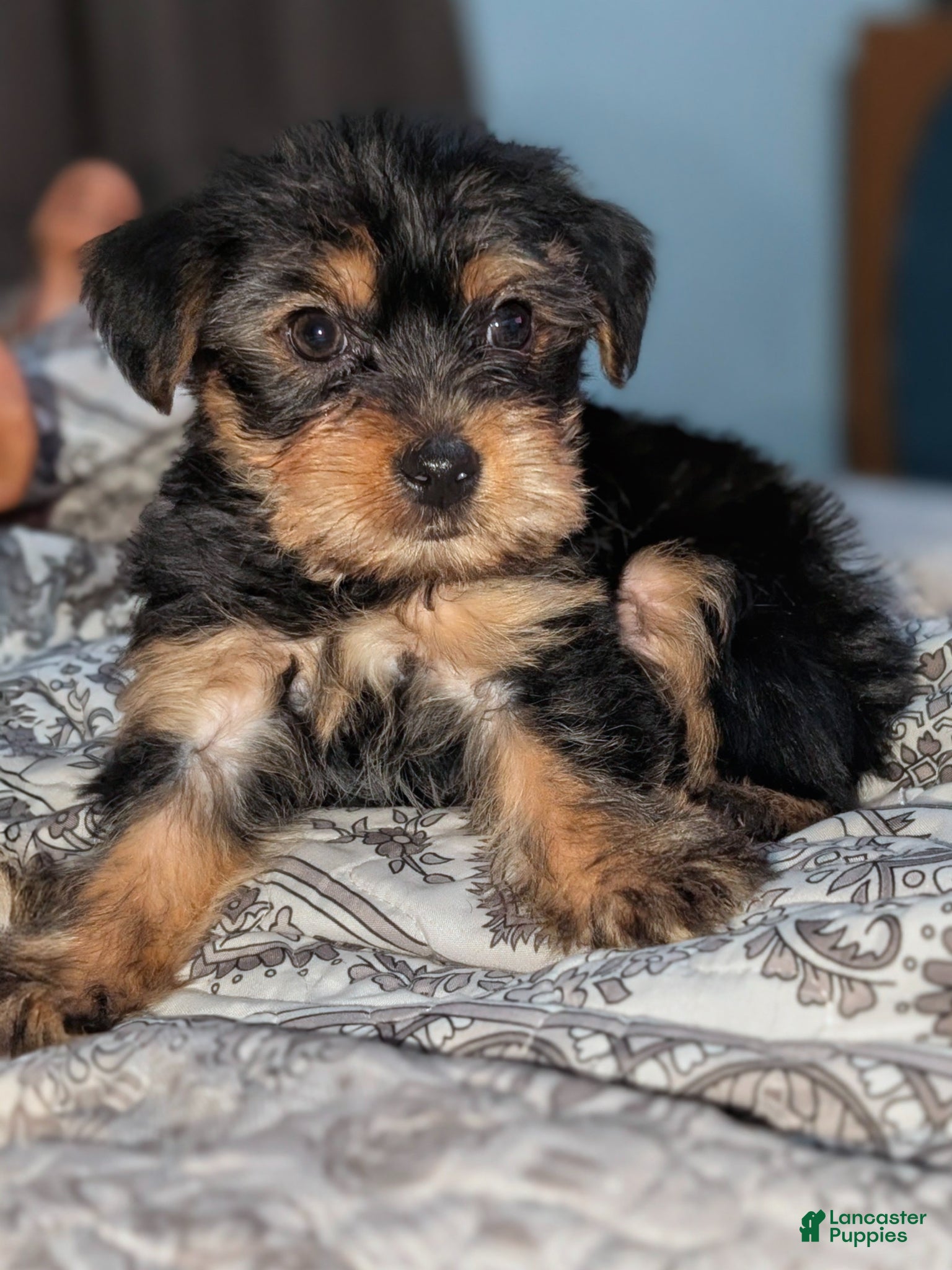Yorkshire Terrier dogs Yorkshire Terrier Puppy 1 - Ad 9