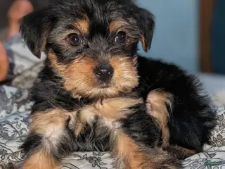 Yorkshire Terrier dogs Yorkshire Terrier Puppy 1 - Ad 9