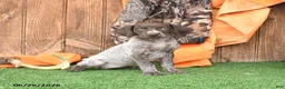 German Shorthaired Pointer dogs for sale: Stacie - Ad 1