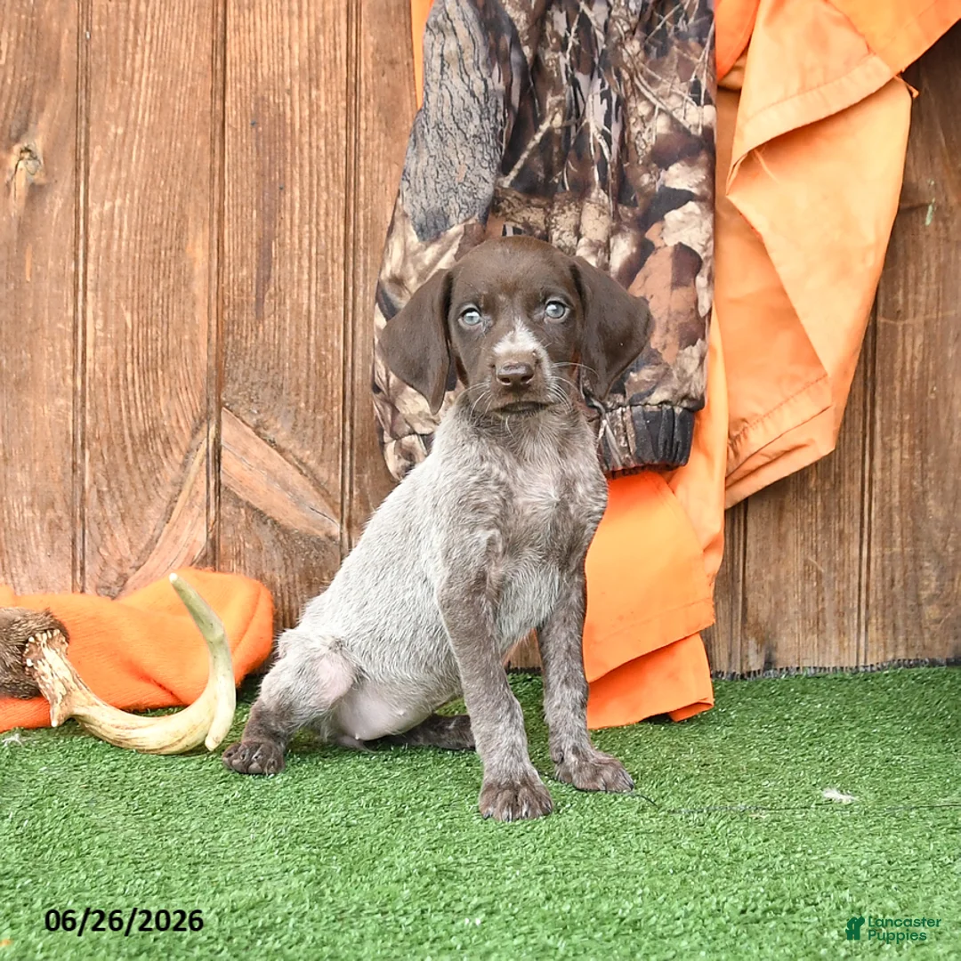 German Shorthaired Pointer dogs for sale: Stacie - Ad 1