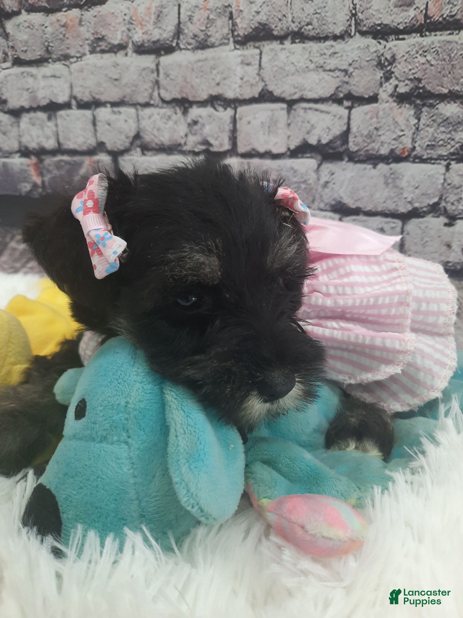 Miniature Schnauzer dogs AKC Bailey - Ad 1