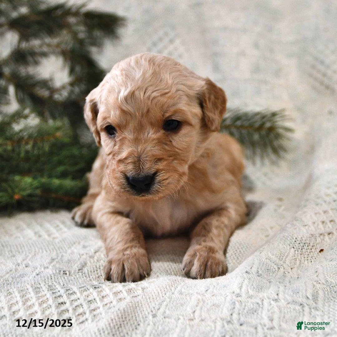 Goldendoodle dogs for sale: Hannah - Ad 4