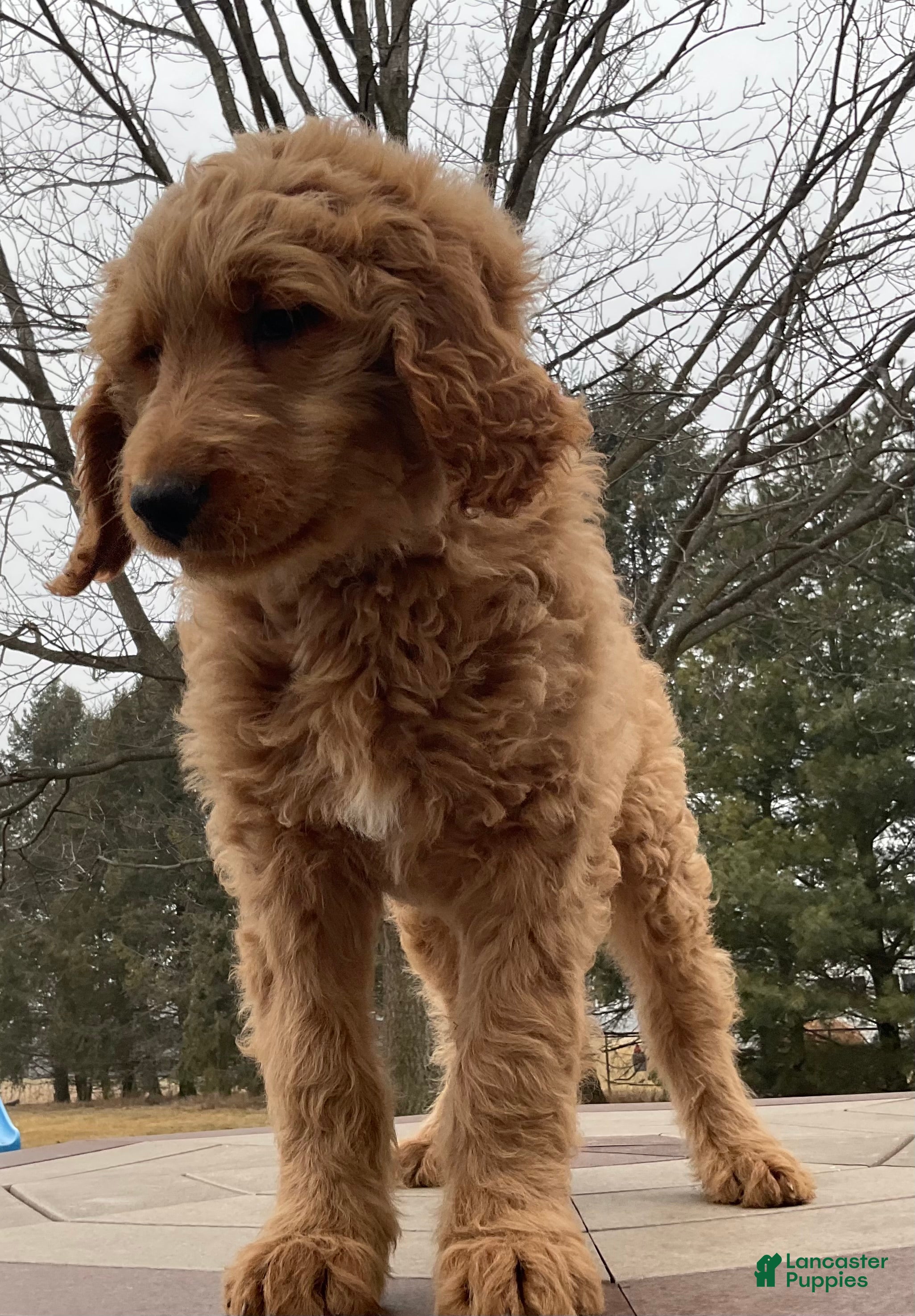 Goldendoodle dogs Clark - Ad 1
