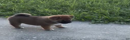 Shiba Inu dogs for sale: Shiba Inu 1 - Ad 2