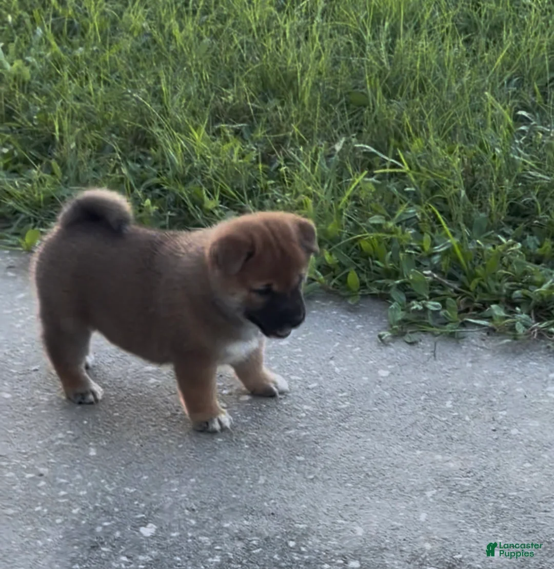 Shiba Inu dogs for sale: Shiba Inu 1 - Ad 2
