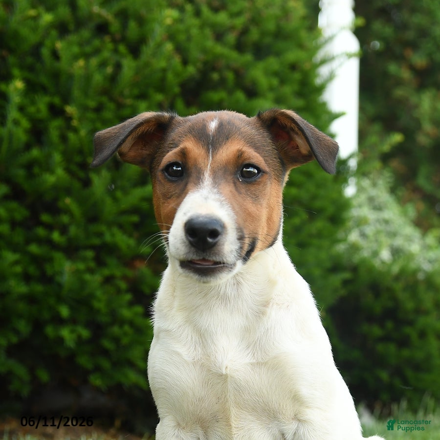 Jack Russell Terrier dogs Ash - Ad 2