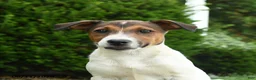 Jack Russell Terrier dogs for sale: Ash - Ad 2