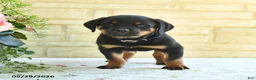 Rottweiler dogs for sale: Lavern - Ad 2