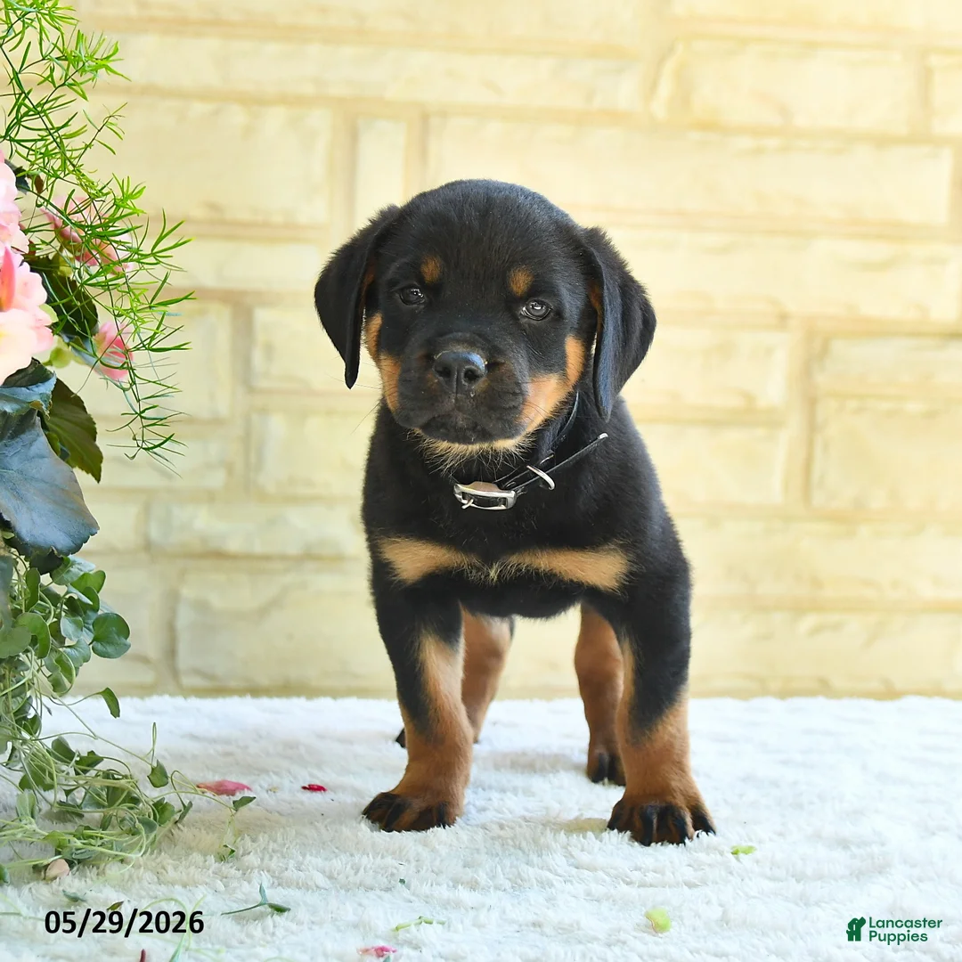 Rottweiler dogs for sale: Lavern - Ad 2