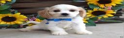 Cavachon dogs for sale: Tyson - Ad 4