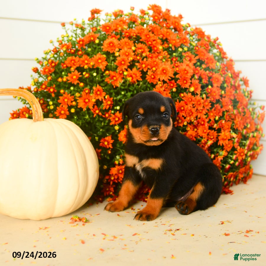 Rottweiler dogs for sale: Piper  - Ad 4