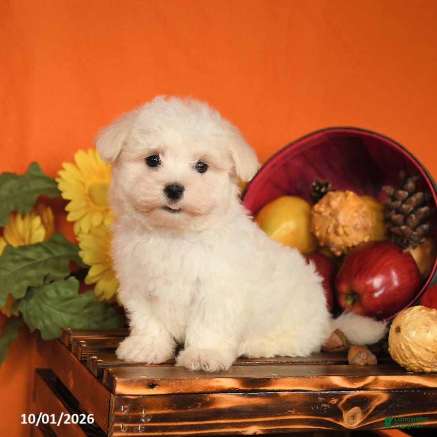 Maltese dogs Oscar - Ad 2