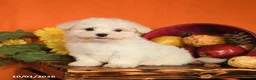 Maltese dogs for sale: Oscar - Ad 2