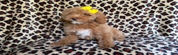 Cockapoo dogs for sale: Maya - Ad 5