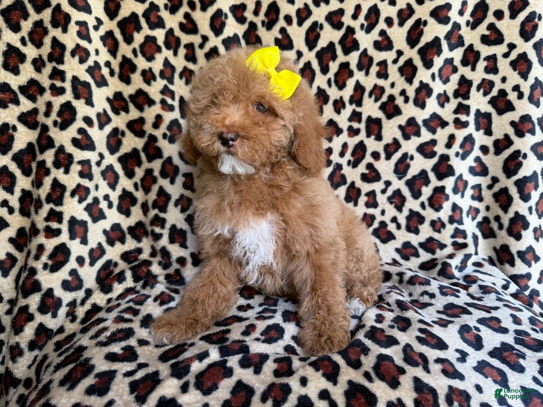 Cockapoo dogs for sale: Maya - Ad 5