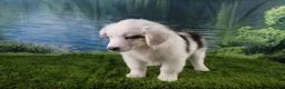 Miniature Australian Shepherd dogs for sale: Irene - Ad 3