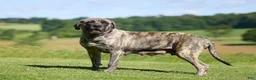 English Mastiff dogs for sale: Diesel - Ad 7