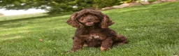 Cocker Spaniel dogs for sale: April Cocker Spaniel  - Ad 11