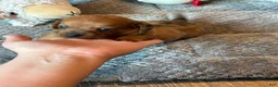 Dachshund dogs for sale: Dachshund 1 - Ad 24