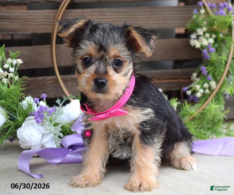 Yorkshire Terrier dogs Emma - Ad 2