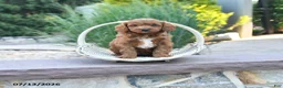 Cockapoo dogs for sale: Julie  - Ad 1