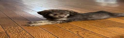 Aussiedoodle dogs for sale: Aussiedoodle 3 - Ad 2