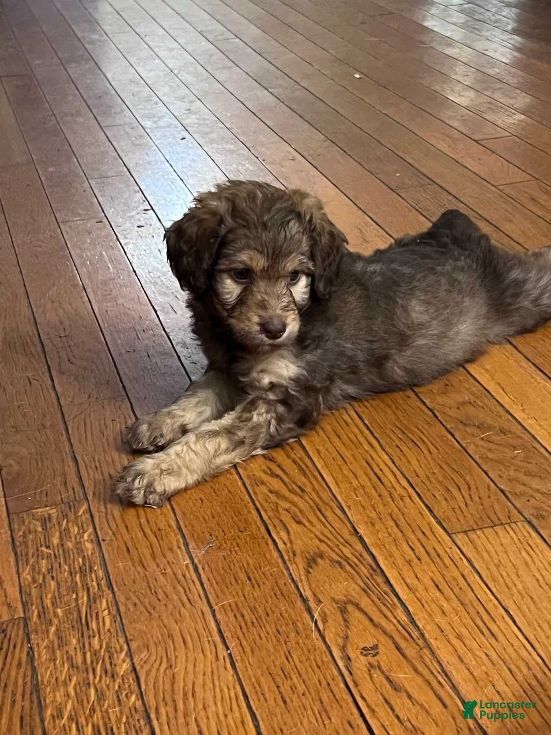 Aussiedoodle dogs for sale: Aussiedoodle 3 - Ad 2