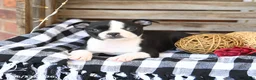 Boston Terrier dogs for sale: Zandah - Ad 3