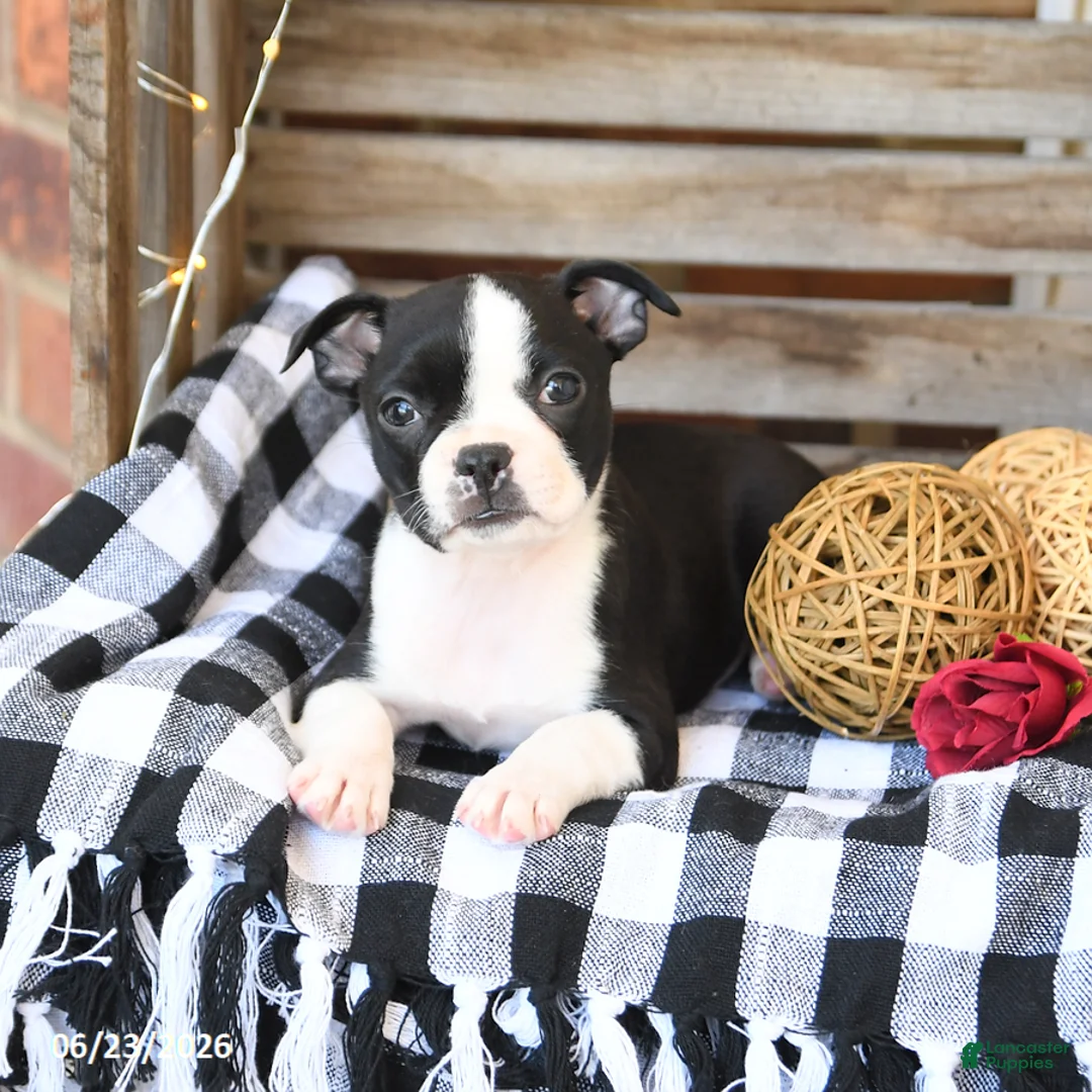 Boston Terrier dogs for sale: Zandah - Ad 3