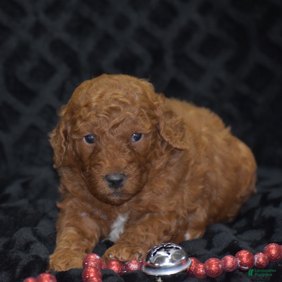 Mini Goldendoodle dogs for sale: Glimmer - Ad 10