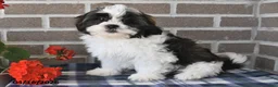 Shih Tzu dogs for sale: Rachel - Ad 1
