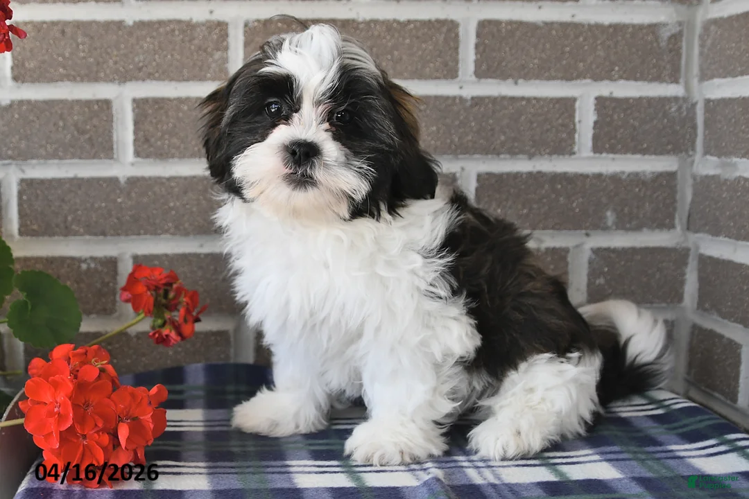 Shih Tzu dogs for sale: Rachel - Ad 1