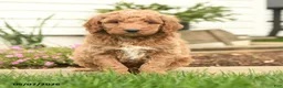 Goldendoodle dogs for sale: Rover - Ad 3