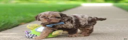 Cockapoo dogs for sale: Quinton - Ad 6