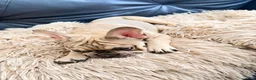 French Bulldog dogs for sale: French Bulldog Puppy - Ad 5