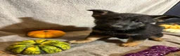 German Shepherd dogs for sale: Emily (Purple Collar Female)  - Ad 10
