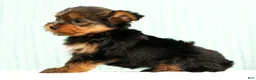 Yorkshire Terrier dogs for sale: Molly - Ad 3