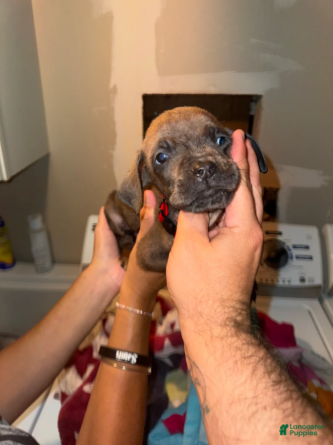 Mixed Breed dogs for sale: Mixed Breed 3 - Ad 1