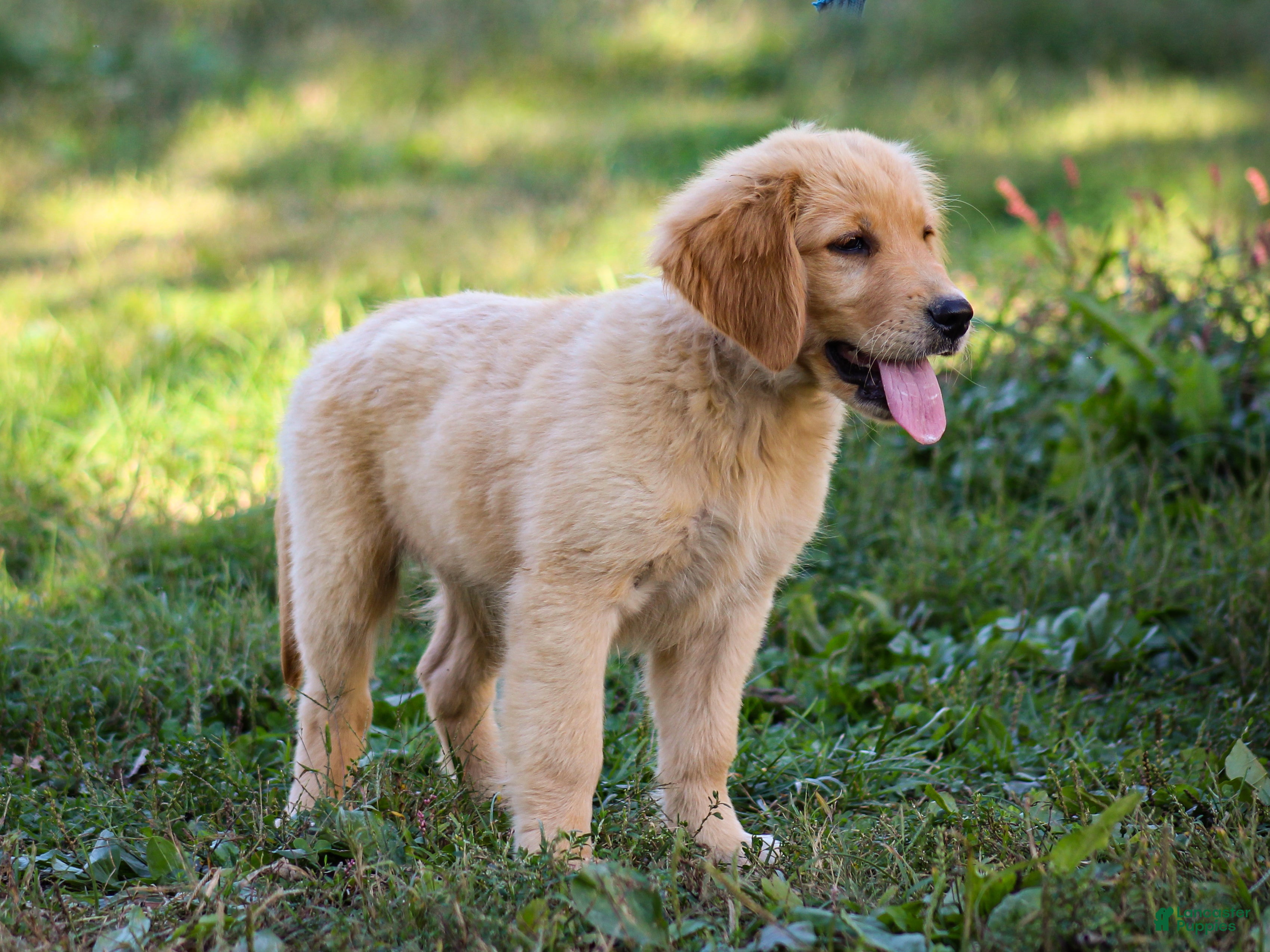 Golden Retriever dogs Amber AKC Golden Retriever - Ad 2