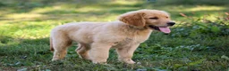 Golden Retriever dogs for sale: Amber AKC Golden Retriever - Ad 2