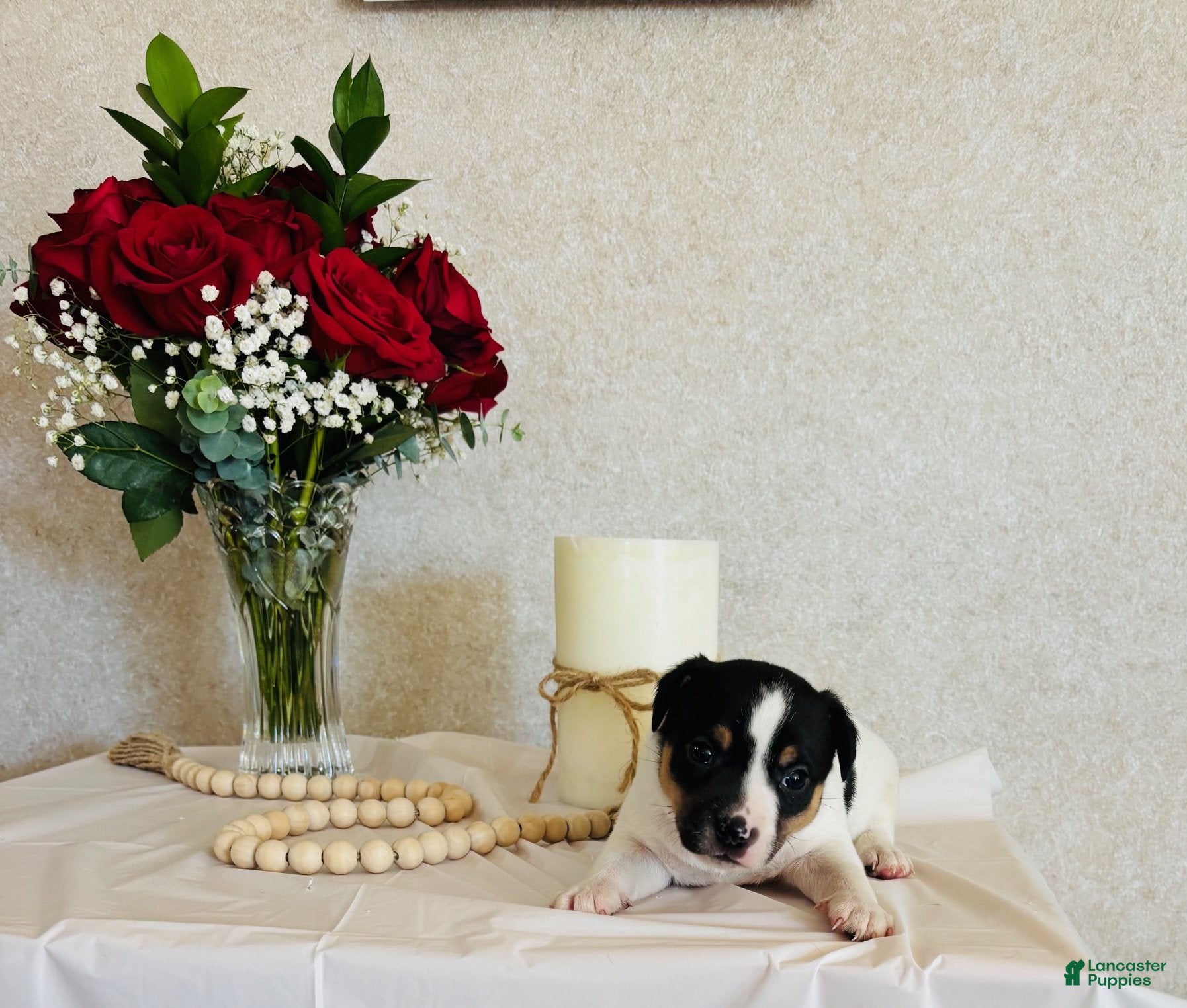 Rat Terrier dogs Sarge - Ad 7