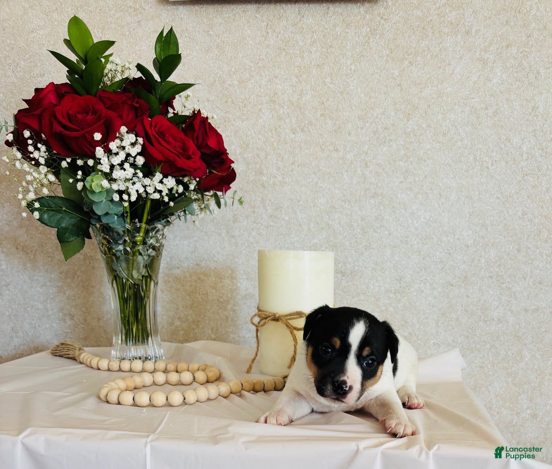 Rat Terrier dogs for sale: Sarge - Ad 1