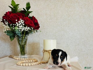 Rat Terrier dogs Sarge - Ad 10