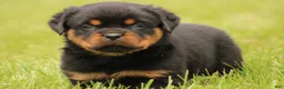 Rottweiler dogs for sale: Chanse - Ad 2