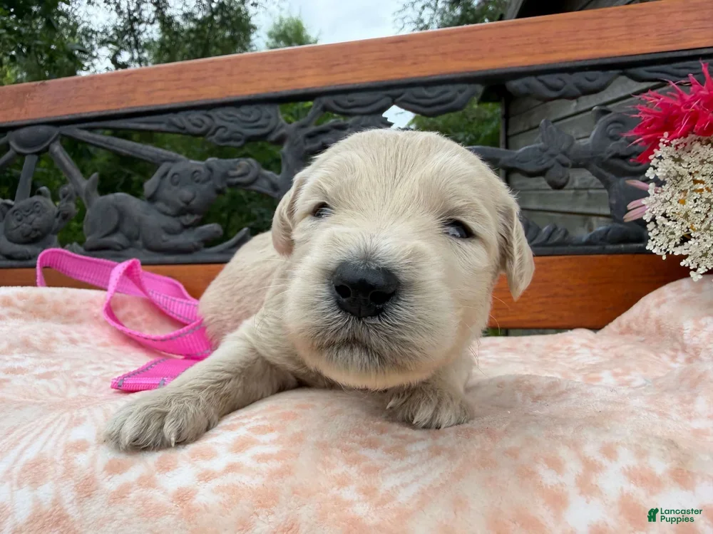 Labradoodle dogs Sage (Girl) - Ad 1