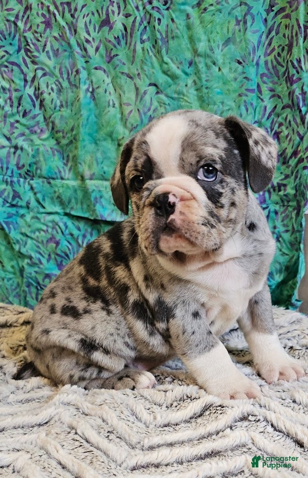 Mixed Breed dogs Trento - Ad 37